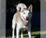 Small #6 Siberian Husky