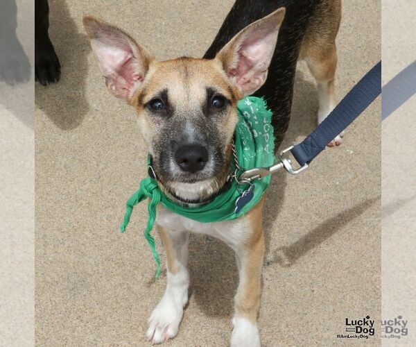 Medium Photo #2 Mutt Puppy For Sale in Washington, DC, USA