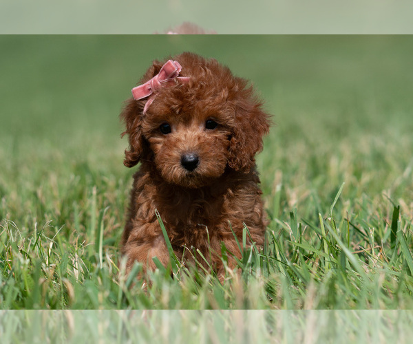 Medium Photo #8 Maltipoo (Miniature) Puppy For Sale in WARSAW, IN, USA