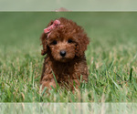 Small Photo #86 Maltipoo (Miniature) Puppy For Sale in WARSAW, IN, USA
