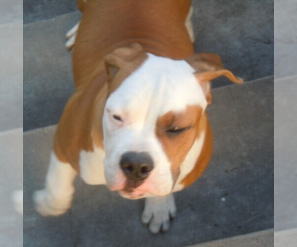 Medium Photo #4 American Bulldog Puppy For Sale in OPELIKA, AL, USA