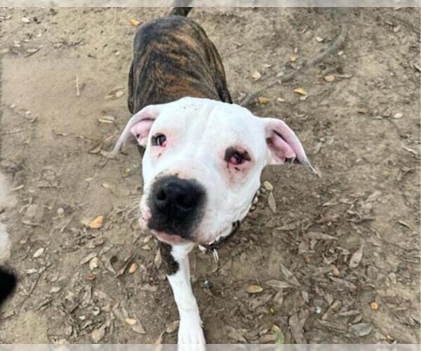 Medium Photo #1 Mutt Puppy For Sale in Martinez, CA, USA