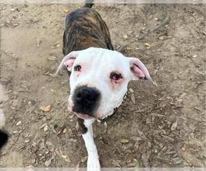 Mutt Dogs for adoption in Martinez, CA, USA