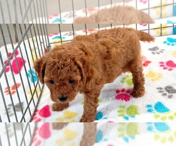 Medium Photo #3 Cavapoo mix (+ Poodle Miniature) Puppy For Sale in ORO VALLEY, AZ, USA