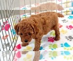 Small #2 Cavapoo mix (+ Poodle Miniature)