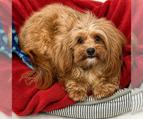 Medium Photo #3 Cocker Spaniel-Unknown Mix Puppy For Sale in Canton, CT, USA