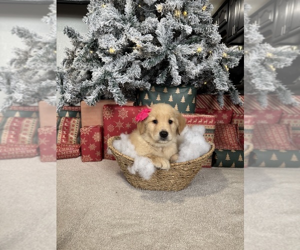 Medium Photo #21 Golden Retriever Puppy For Sale in DAVENPORT, FL, USA