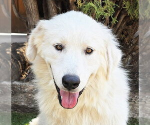 Great Pyrenees Dogs for adoption in Albuquerque, NM, USA