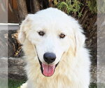 Small Great Pyrenees