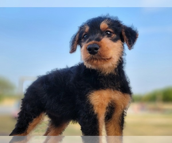 Medium Photo #1 Airedale Terrier Puppy For Sale in JOSHUA, TX, USA