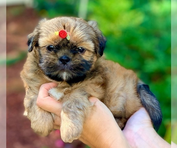 Medium Photo #6 Shih Tzu Puppy For Sale in BUFORD, GA, USA