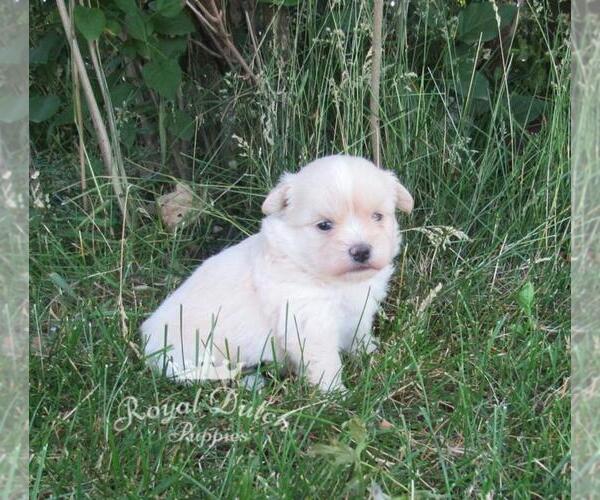 Medium Photo #1 Shiranian Puppy For Sale in LE MARS, IA, USA