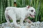 Small Photo #4 English Bulldog Puppy For Sale in CUTLER BAY, FL, USA