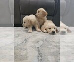 Small #5 Golden Retriever