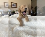 Small Photo #3 Cavapoo Puppy For Sale in ORCUTT, CA, USA