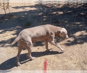 Mother of the Weimaraner puppies born on 09/21/2025