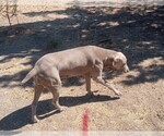 Small Photo #1 Weimaraner Puppy For Sale in MADRAS, OR, USA