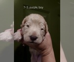 Small Photo #22 Bordoodle Puppy For Sale in COPPERAS COVE, TX, USA