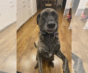 Mastador Dogs for adoption in Crystal, MN, USA