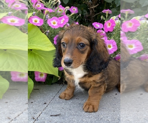 Medium Photo #4 Dachshund Puppy For Sale in CANOGA, NY, USA