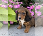 Small #3 Dachshund