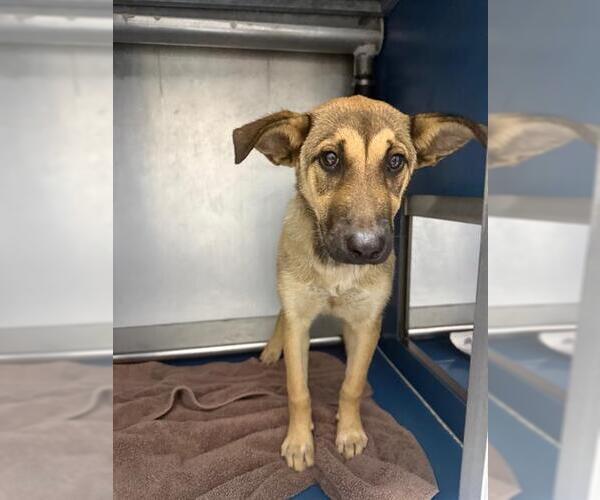 Medium Photo #1 German Shepherd Dog-Unknown Mix Puppy For Sale in Conroe, TX, USA