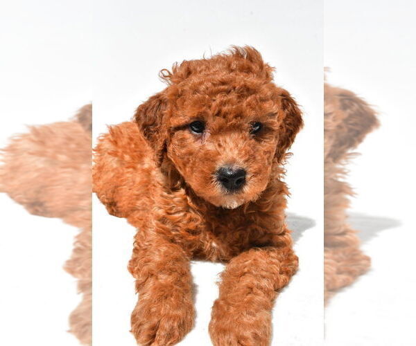 Medium Photo #38 Goldendoodle mix (+ Poodle Miniature) Puppy For Sale in DURHAM, CT, USA