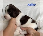 Small #2 English Springer Spaniel