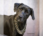 Carolina - Female Labrador Retriever-Unknown Mix Dog for Adoption - Small photo