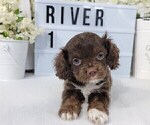 Puppy 2 Cockapoo