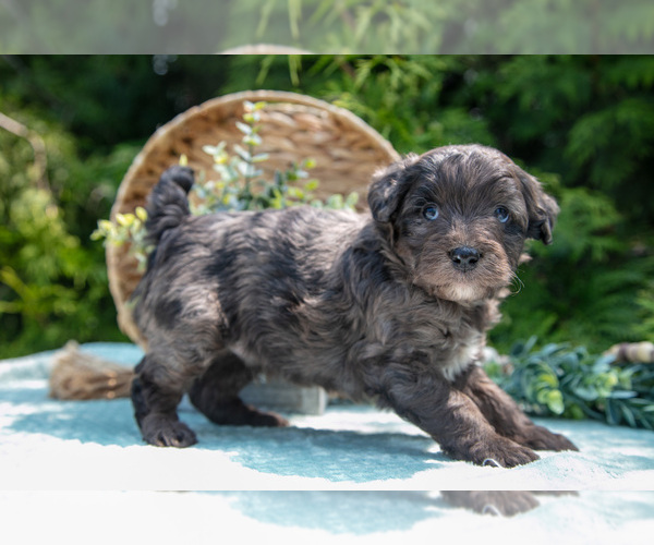 Medium Photo #5 Miniature Bernedoodle Puppy For Sale in BREMEN, IN, USA