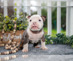Medium Olde English Bulldogge
