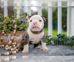 Puppy Cady Olde English Bulldogge