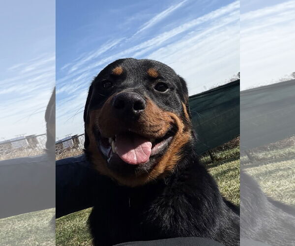 Medium Photo #5 Rottweiler Puppy For Sale in Mooresville, NC, USA