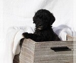Small Photo #6 Poodle (Standard) Puppy For Sale in LAKE CITY, FL, USA