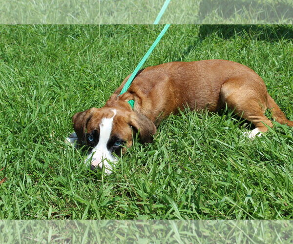 Medium Photo #4 Boxer-Siberian Husky Mix Puppy For Sale in Prattville, AL, USA
