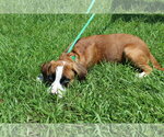 Small #3 Boxer-Siberian Husky Mix