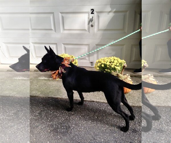 Medium Photo #13 Mutt Puppy For Sale in Rockaway, NJ, USA
