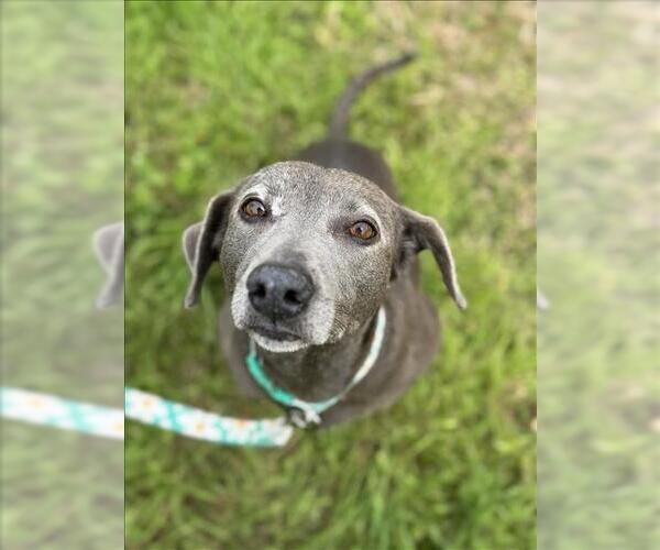 Medium Photo #2 Weimaraner Puppy For Sale in Conroe, TX, USA
