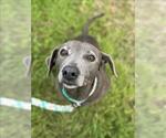 Small #1 Weimaraner
