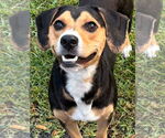 Small Beagle Mix