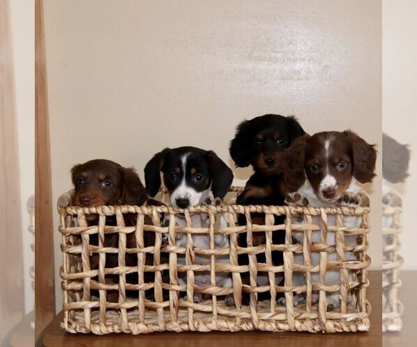 Medium Photo #5 Dachshund Puppy For Sale in PARADISE, PA, USA