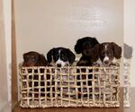 Small Photo #5 Dachshund Puppy For Sale in PARADISE, PA, USA