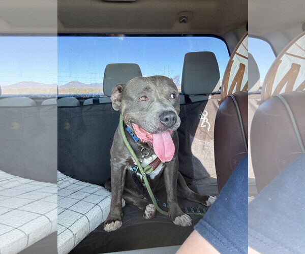 Medium Photo #1 Mutt Puppy For Sale in Chandler, AZ, USA