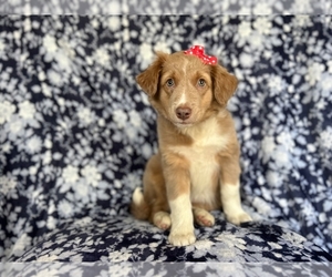 Australian Shepherd Puppy for Sale in LAKELAND, Florida USA