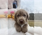 Small #2 Labrador Retriever