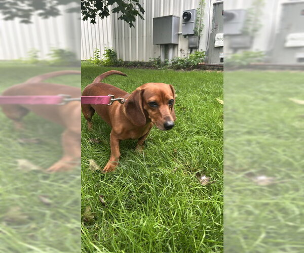 Medium Photo #3 Dachshund Puppy For Sale in Holland, MI, USA