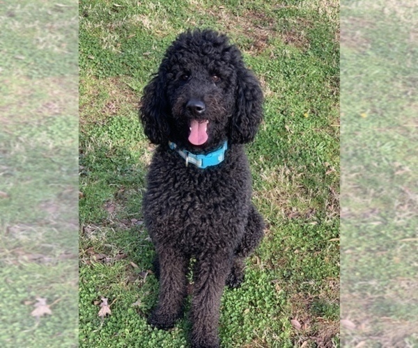 Medium Photo #1 Goldendoodle-Poodle (Standard) Mix Puppy For Sale in AND, SC, USA