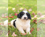 Puppy 3 Bernedoodle