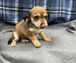 Small #8 Beagle-Chihuahua Mix